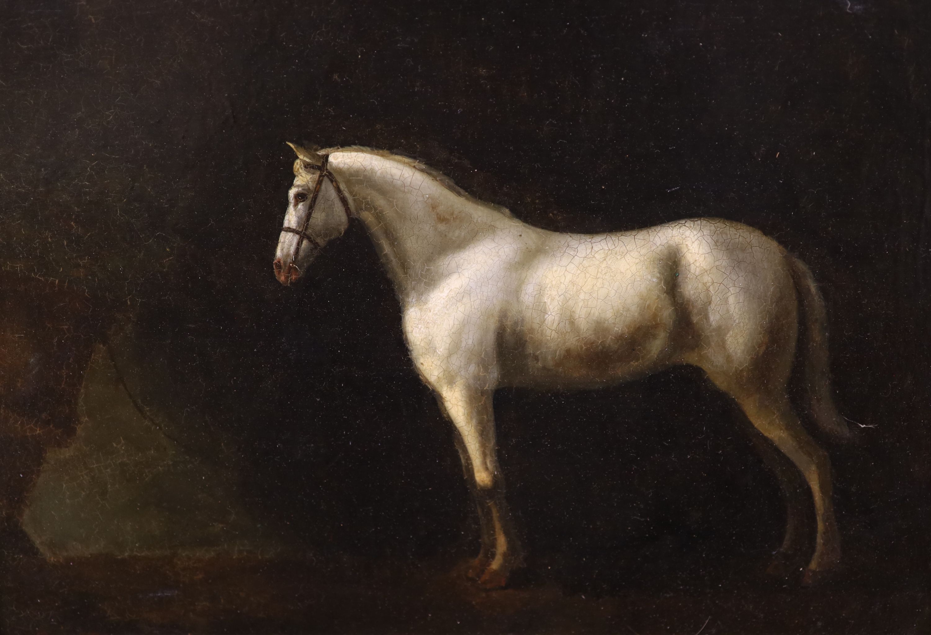 19th century English School, oil on panel, study of a grey horse, 22 x 32cm.